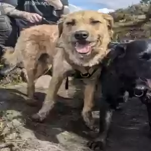 adoptable Dog in Manchester, England named George