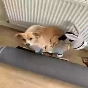 adoptable Dog in Coventry, England named Ira