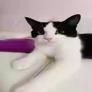 adoptable Cat in Manchester, England named Luna