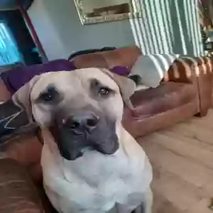 adoptable Dog in Manchester, England named Bowie