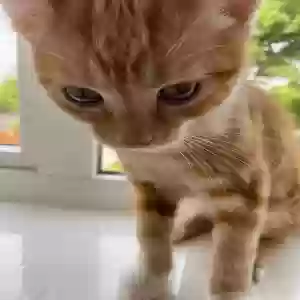 adoptable Cat in London, England named Tails