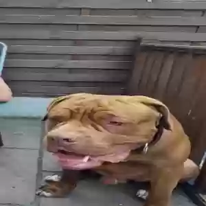 adoptable Dog in Chelmsford, England named Buddy