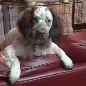 adoptable Dog in Bristol, England named Stanley