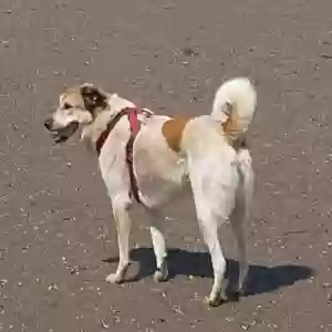 adoptable Dog in , Scotland named Zoe