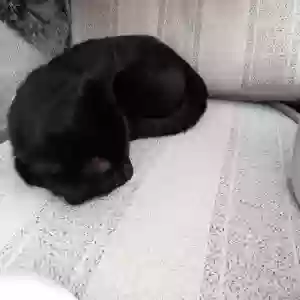 adoptable Cat in Manchester, England named Lucky