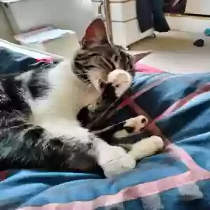 adoptable Cat in London, England named Leafy