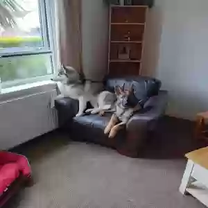 adoptable Dog in , Scotland named Mischa
