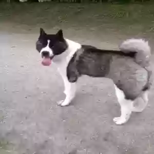 adoptable Dog in Manchester, England named Bruce