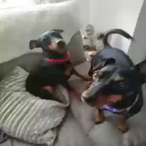 adoptable Dog in , Scotland named Bella and beau