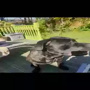 adoptable Dog in Preston, England named Coco