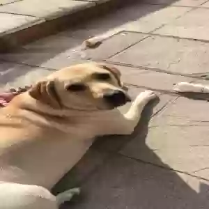 adoptable Dog in Manchester, England named Millie