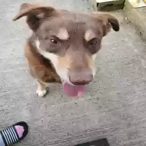adoptable Dog in , Scotland named Chase