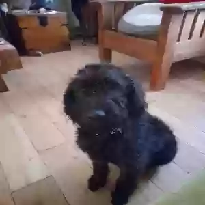 adoptable Dog in , Scotland named Charlie