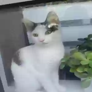 adoptable Cat in , Scotland named Louis