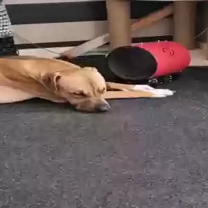 adoptable Dog in , Scotland named Tyson