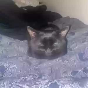 adoptable Cat in Glasgow, Scotland named Limmy