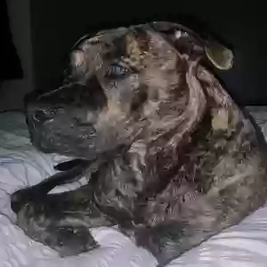 adoptable Dog in Manchester, England named Diesel
