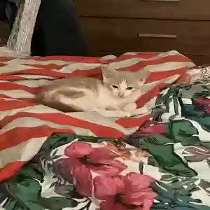 adoptable Cat in Chelmsford, England named Boris