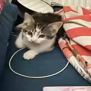 adoptable Cat in Chelmsford, England named Unknown