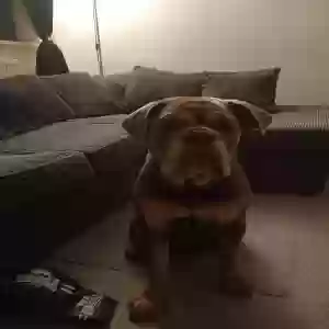 adoptable Dog in Wolverhampton, England named Tyson