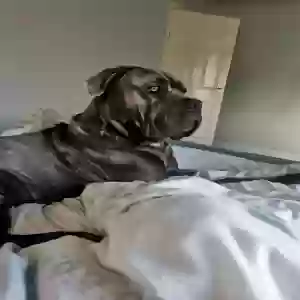 adoptable Dog in Durham, England named Bruce