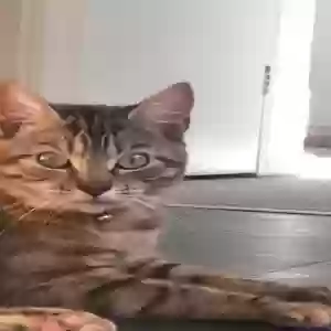 adoptable Cat in Manchester, England named May