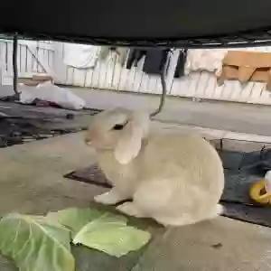 adoptable  in Manchester, England named Unknown
