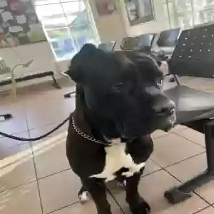 adoptable Dog in Coventry, England named Narla