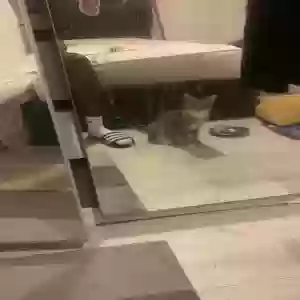 adoptable Cat in Coventry, England named Pluto