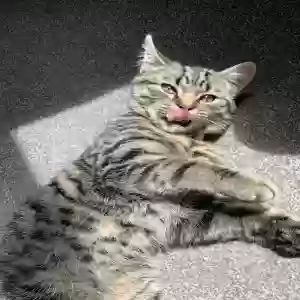 adoptable Cat in Manchester, England named Meeko