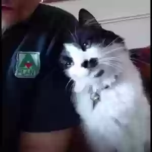 adoptable Cat in Manchester, England named PEPE