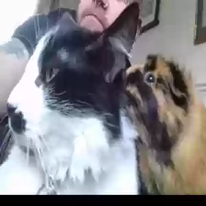 images/pets/original/2227_86490_Screenshot_20231009_135813_Facebook.webp