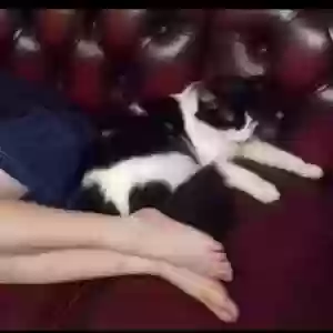 images/pets/original/2227_96444_Screenshot_20231009_140029_Facebook.webp