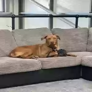 adoptable Dog in Southampton, England named Gunnar