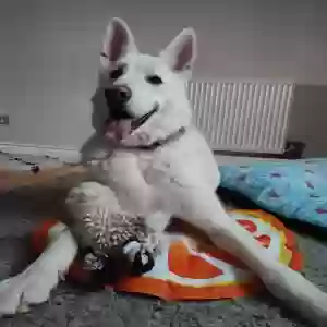 adoptable Dog in Wolverhampton, England named Noctis