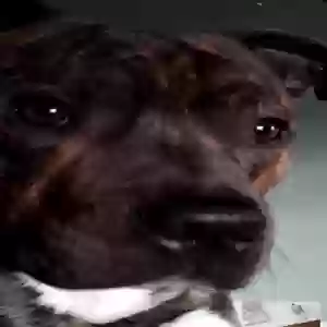 images/pets/original/2267_actual_two.webp