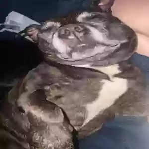 adoptable Dog in , Scotland named Harper