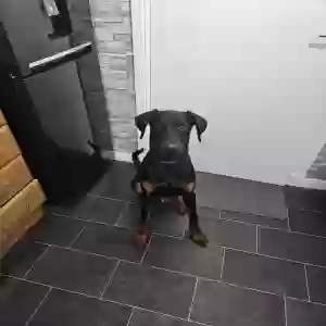 adoptable Dog in Glasgow, Scotland named Broxi
