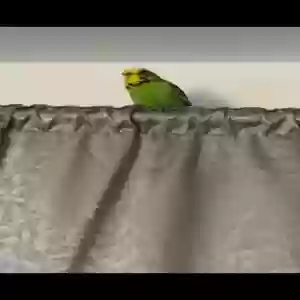 adoptable Bird in , Scotland named Louie
