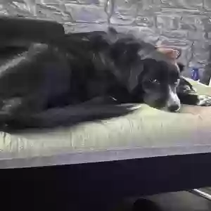 adoptable Dog in , Scotland named Kiko
