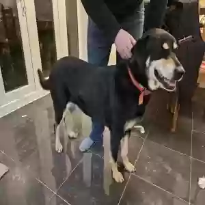 adoptable Dog in Peterborough, England named SACHA