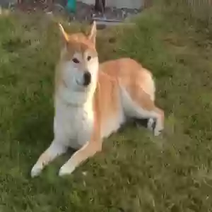 adoptable Dog in , Scotland named Rex/koda