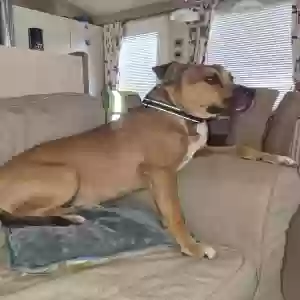 adoptable Dog in Bristol, England named Rocky