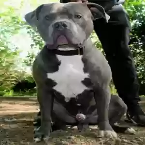 adoptable Dog in , Scotland named JAEGER