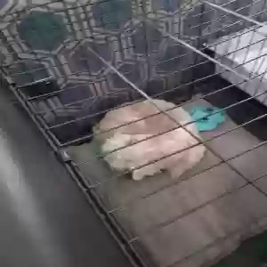 adoptable Dog in , Scotland named Bert