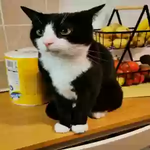 adoptable Cat in Durham, England named Jess