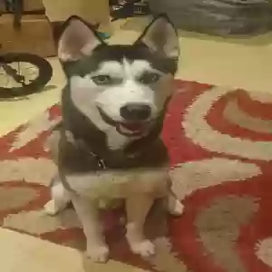adoptable Dog in Chelmsford, England named Nico