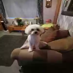adoptable Dog in , Scotland named Lola