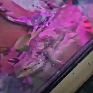 adoptable Reptile in Durham, England named Unknown