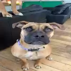 adoptable Dog in Manchester, England named Luna